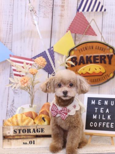 20240928モカくん